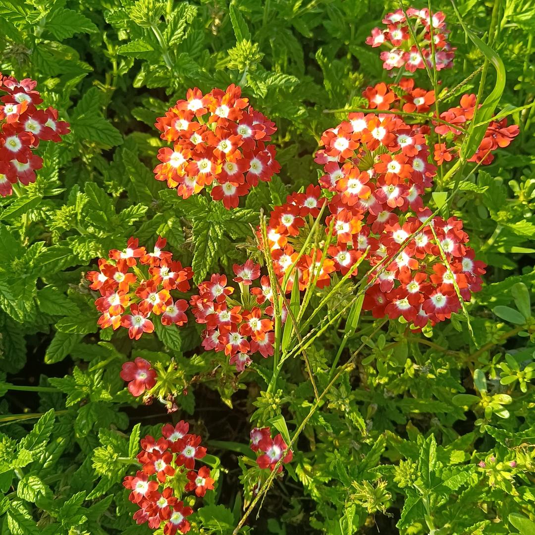 菩提