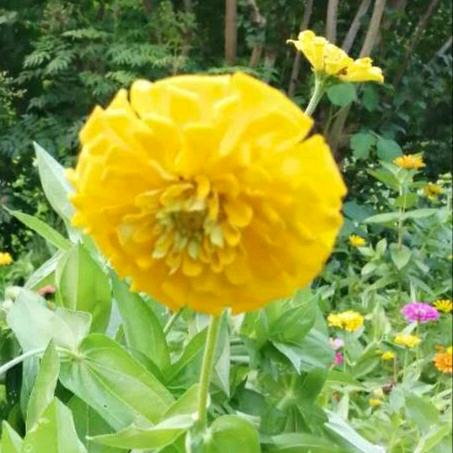 花花花