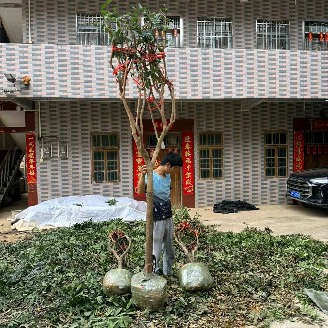 绿化果苗店