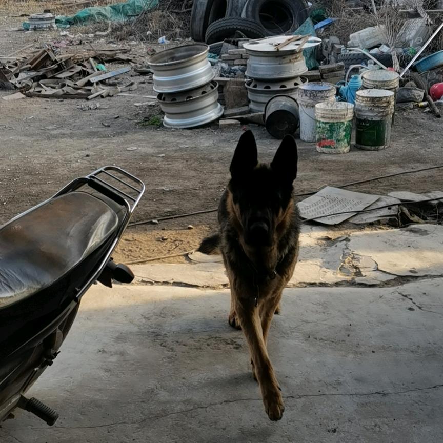 老高德牧犬舍