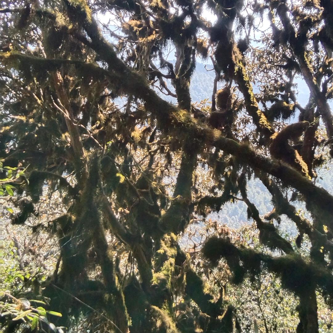 高鲁山泉北市区