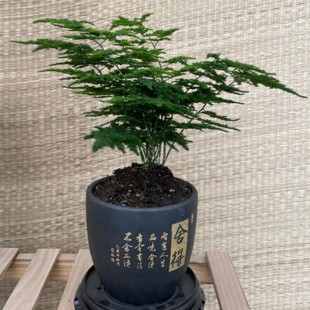 阿俊精品云竹