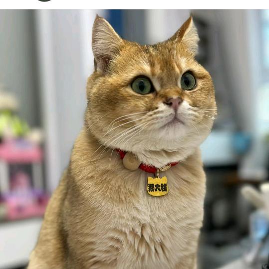 宠物百货