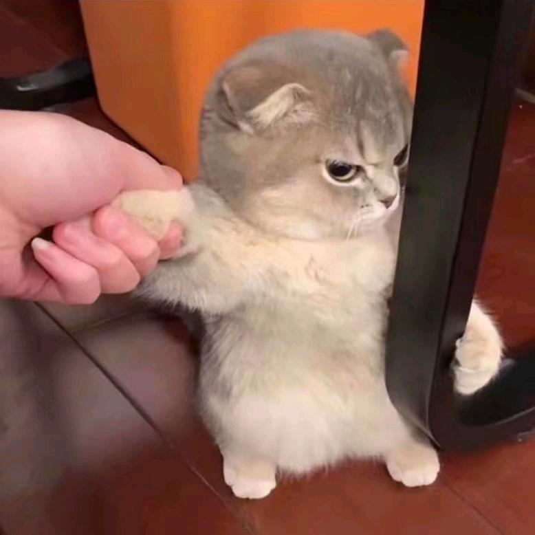 淼