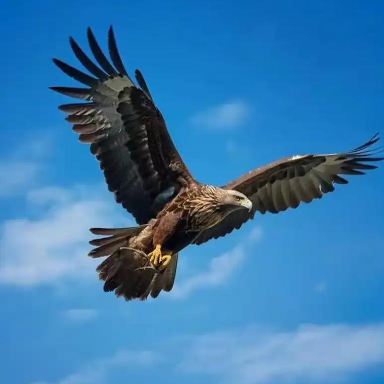 用命博明天🦅(旭发租车)