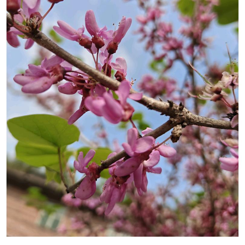 人间花🌸🌸