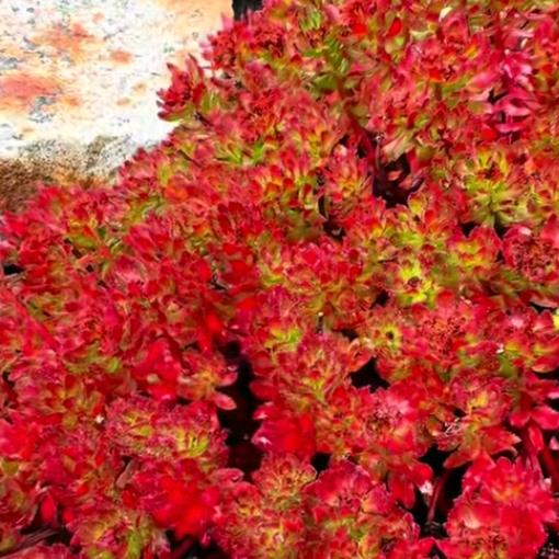 要想富，先修路🇨🇳🧨🧨