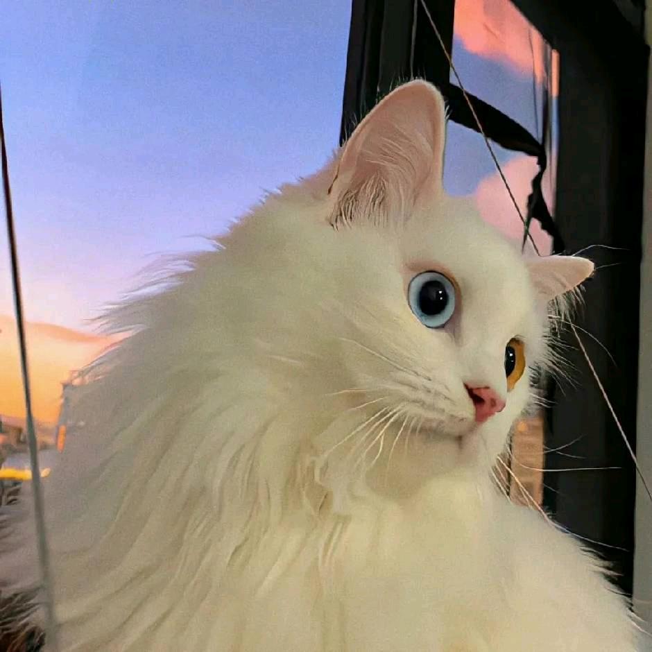 绮良