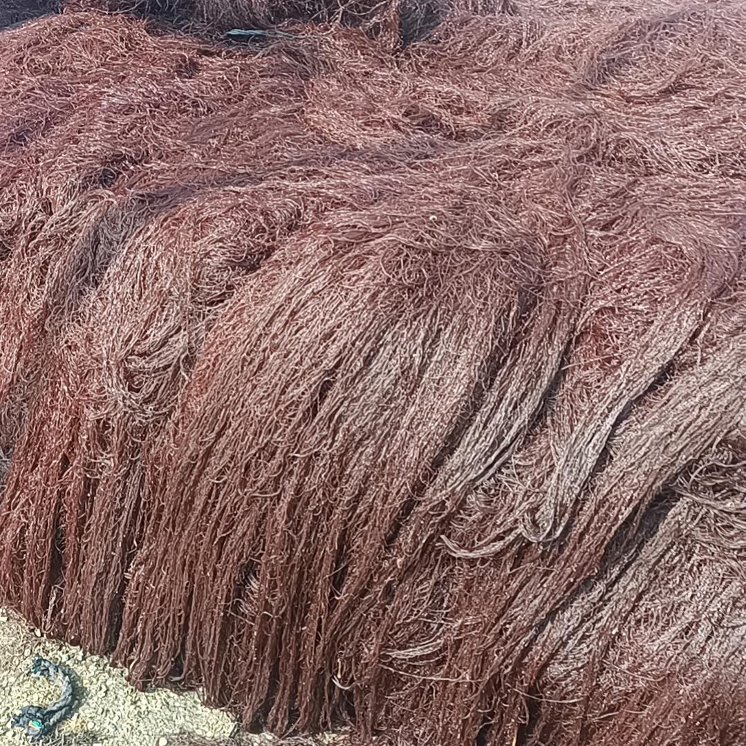 霞浦外浒码头加工出售龙须菜