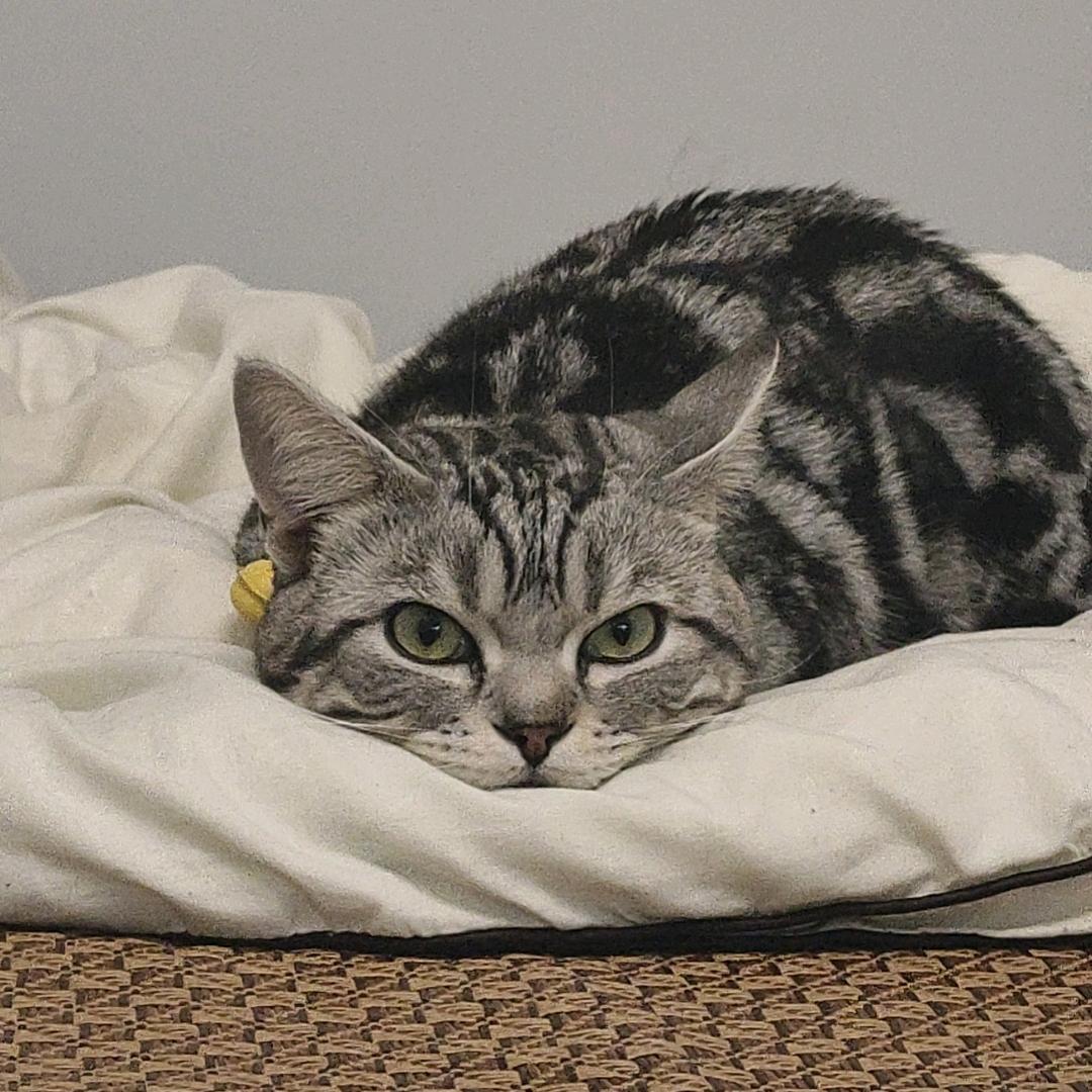恭喜是只猫🐱