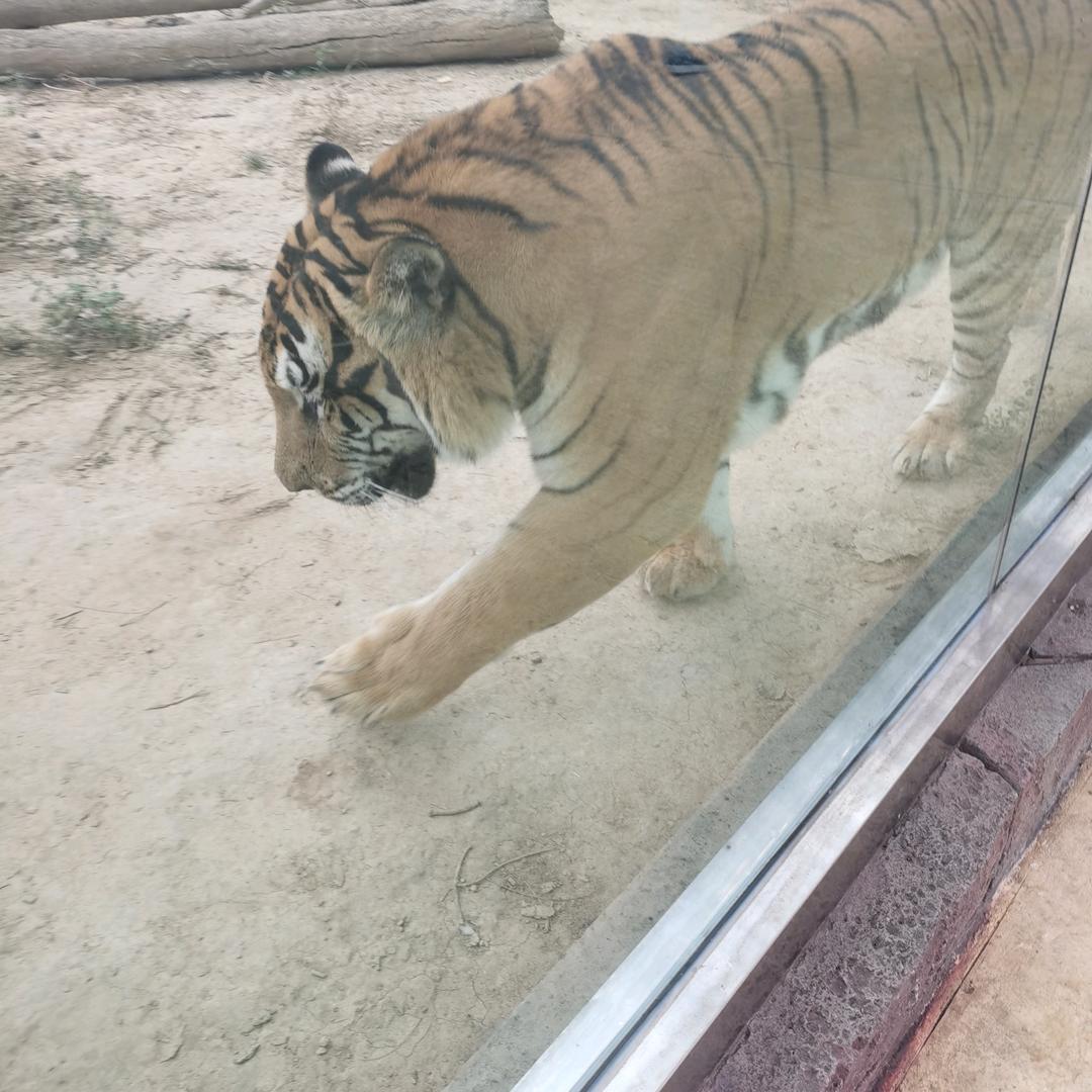 天使
