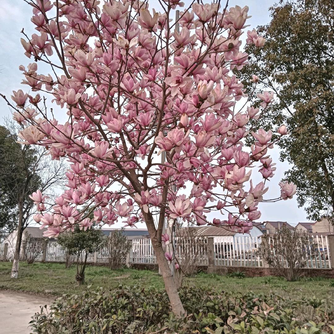 严.