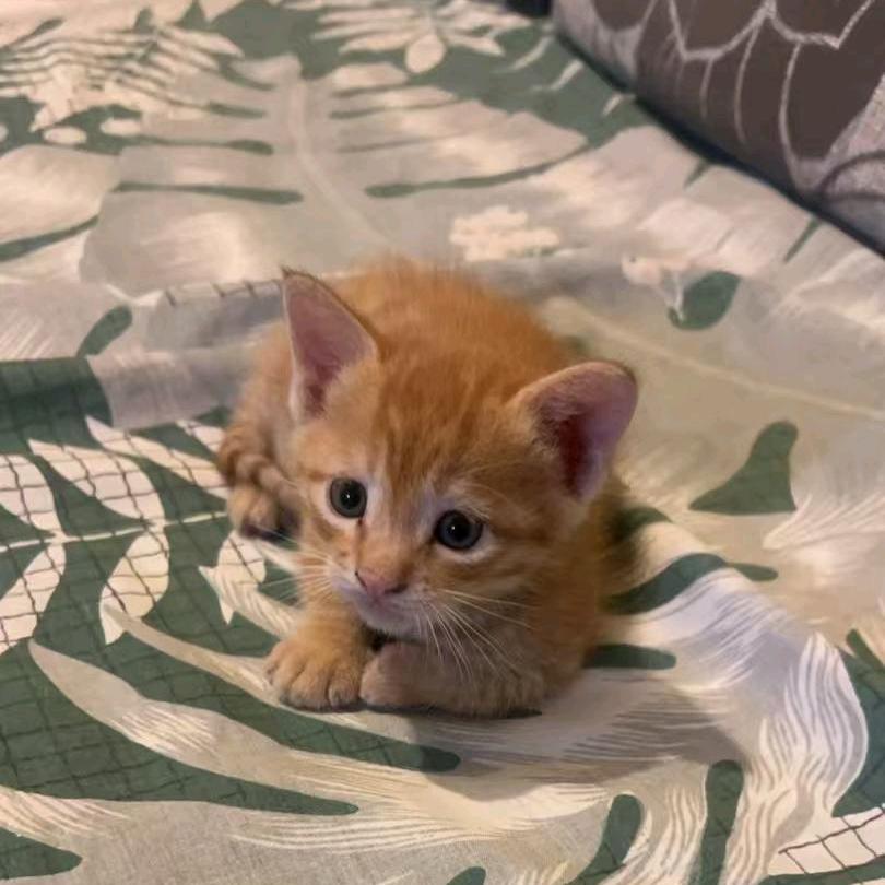 大大怪（文明与征服上班版）