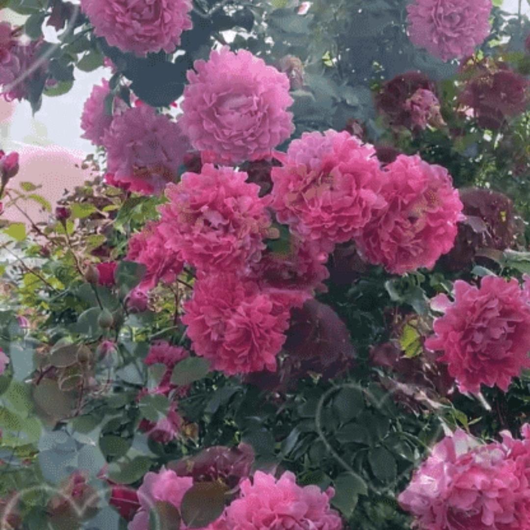 清风明月