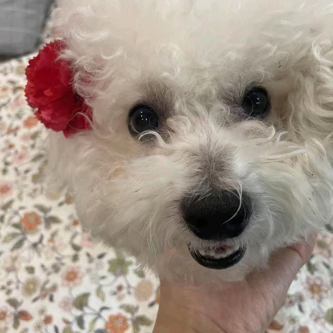 俩狗麻