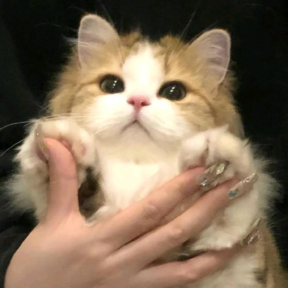 小u鱼