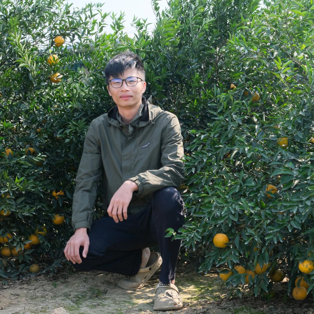 东甲小梁陈皮