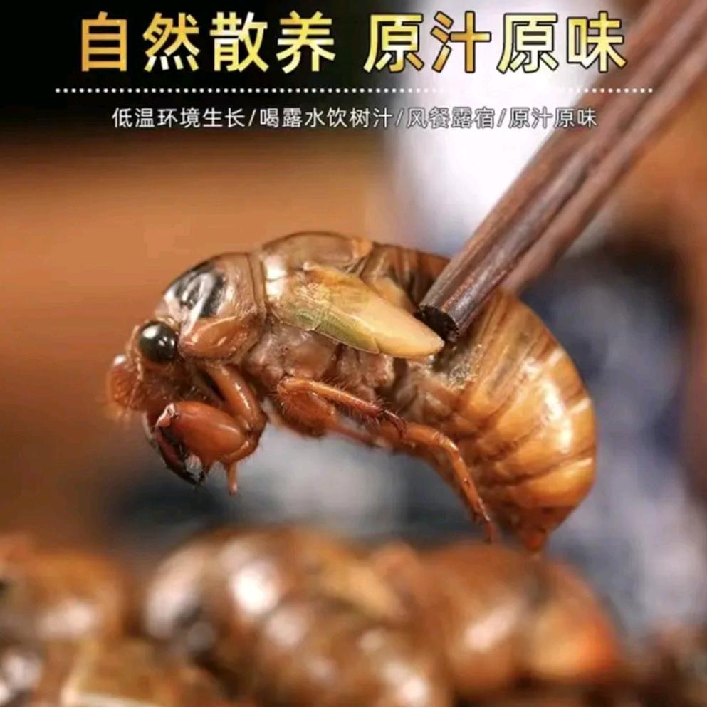 山野寻味记（知了猴批发）
