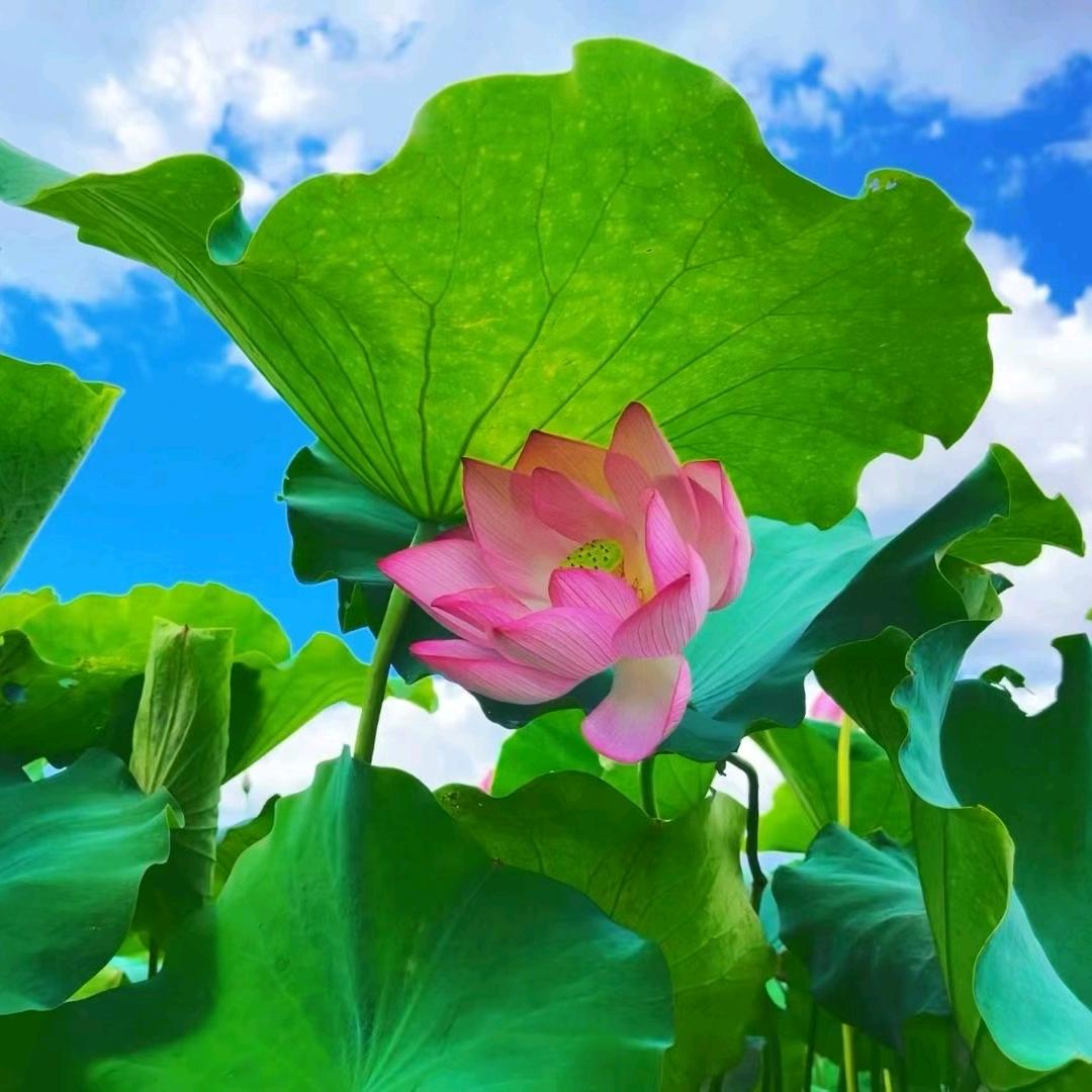 小杨农场