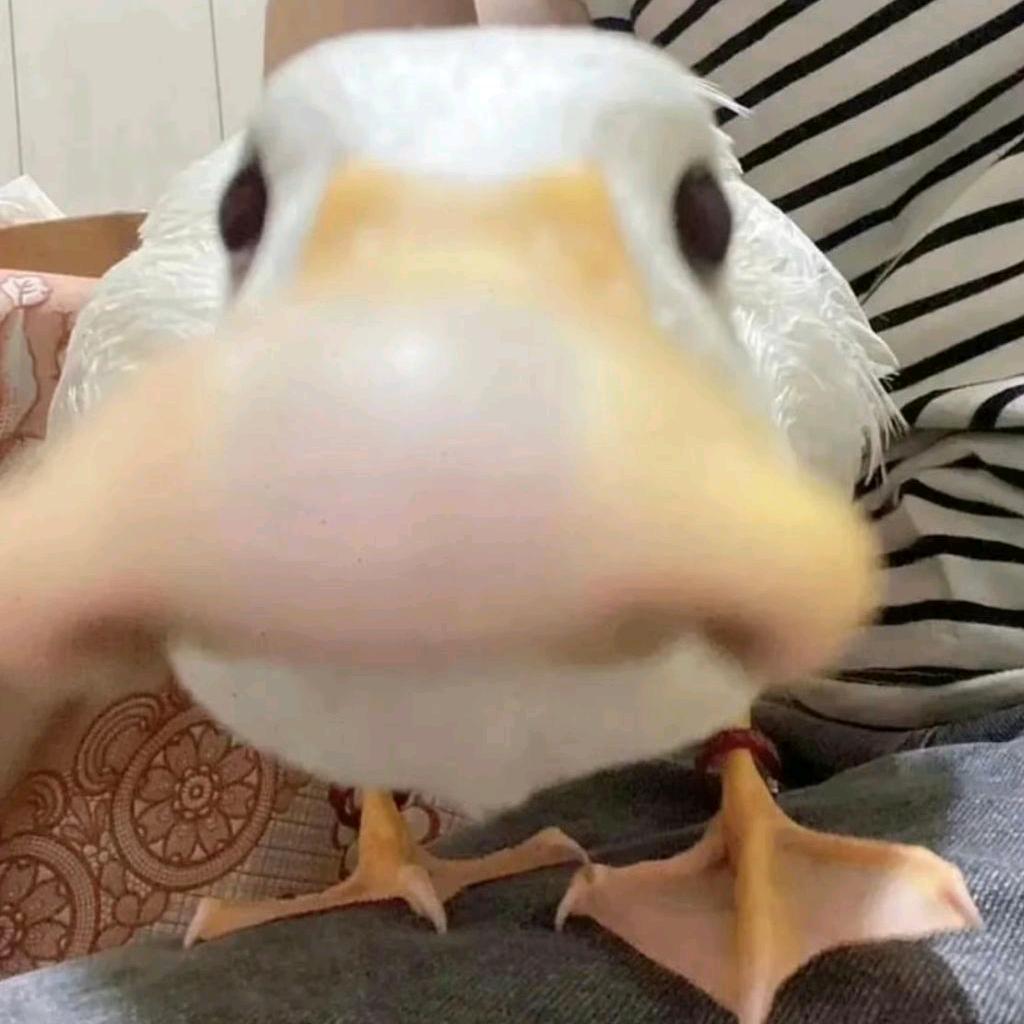 嘎？？