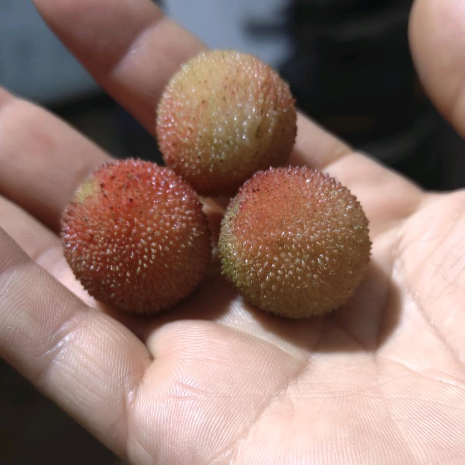 快乐菜菜
