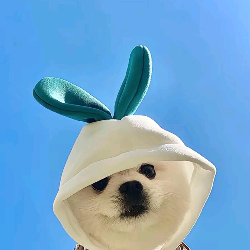 宠圈文化2南一