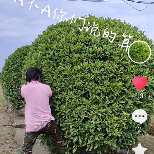 @花都绿植英姐🌳🌻基地直销
