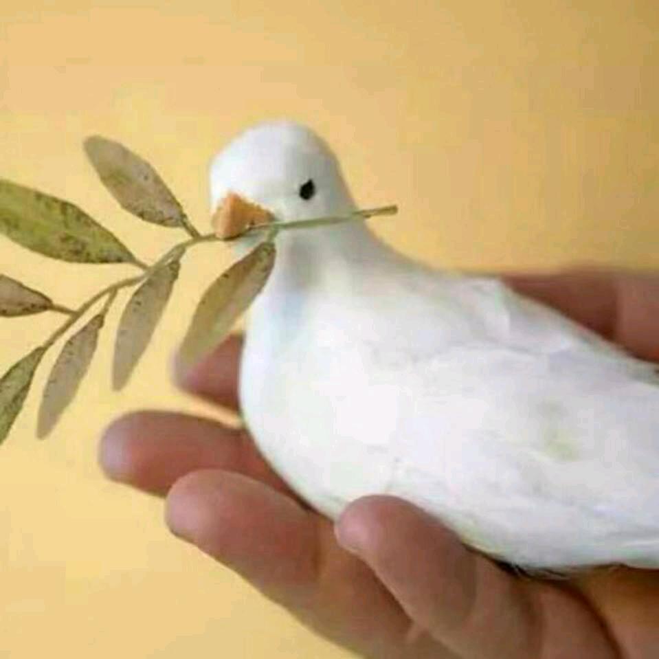 砀山土特产~芳姐商行