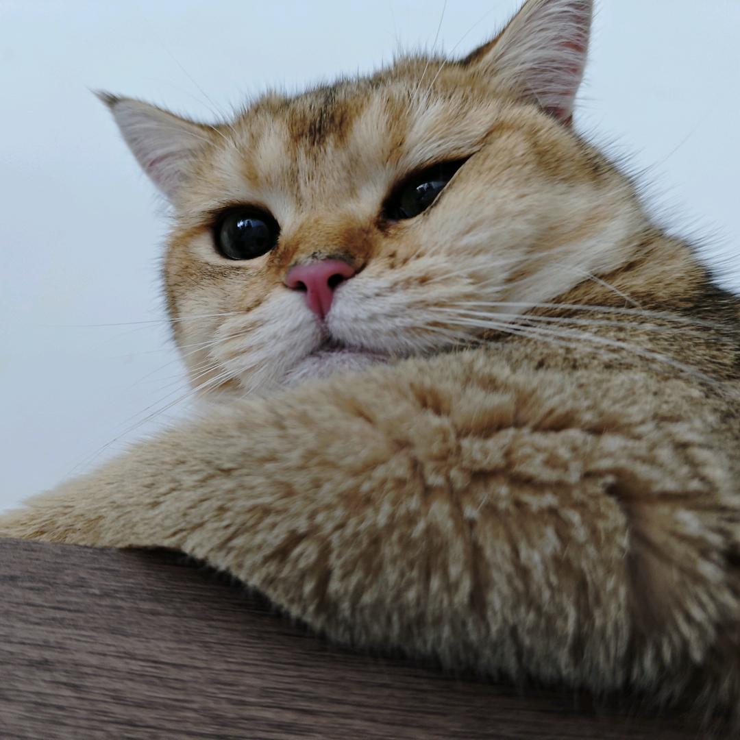 芙