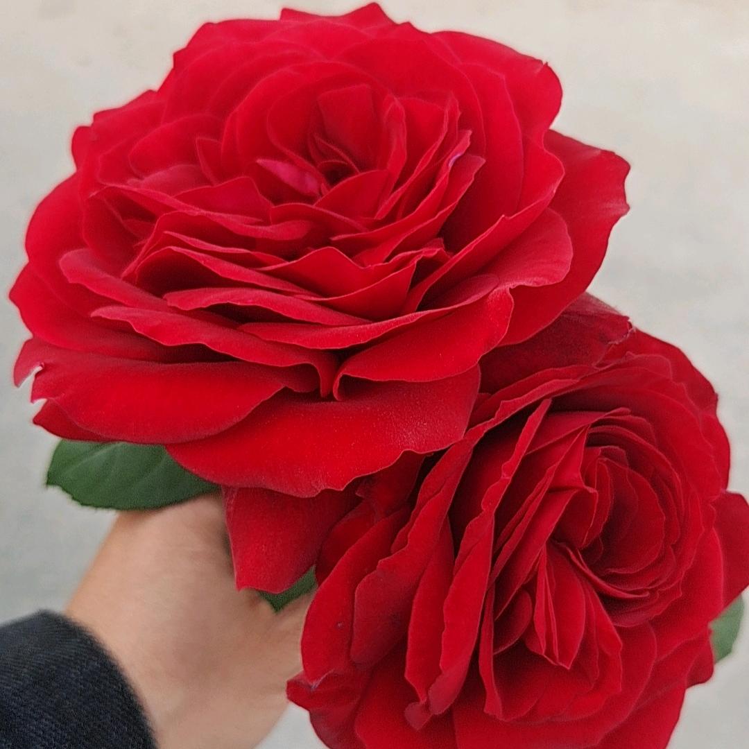 💖奋斗的💖小鸟💖