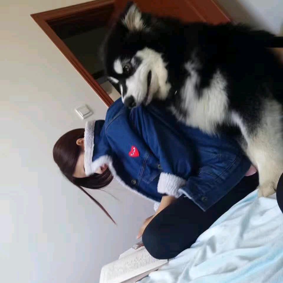 杨飞