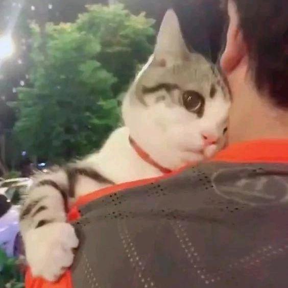 冷夜阁主