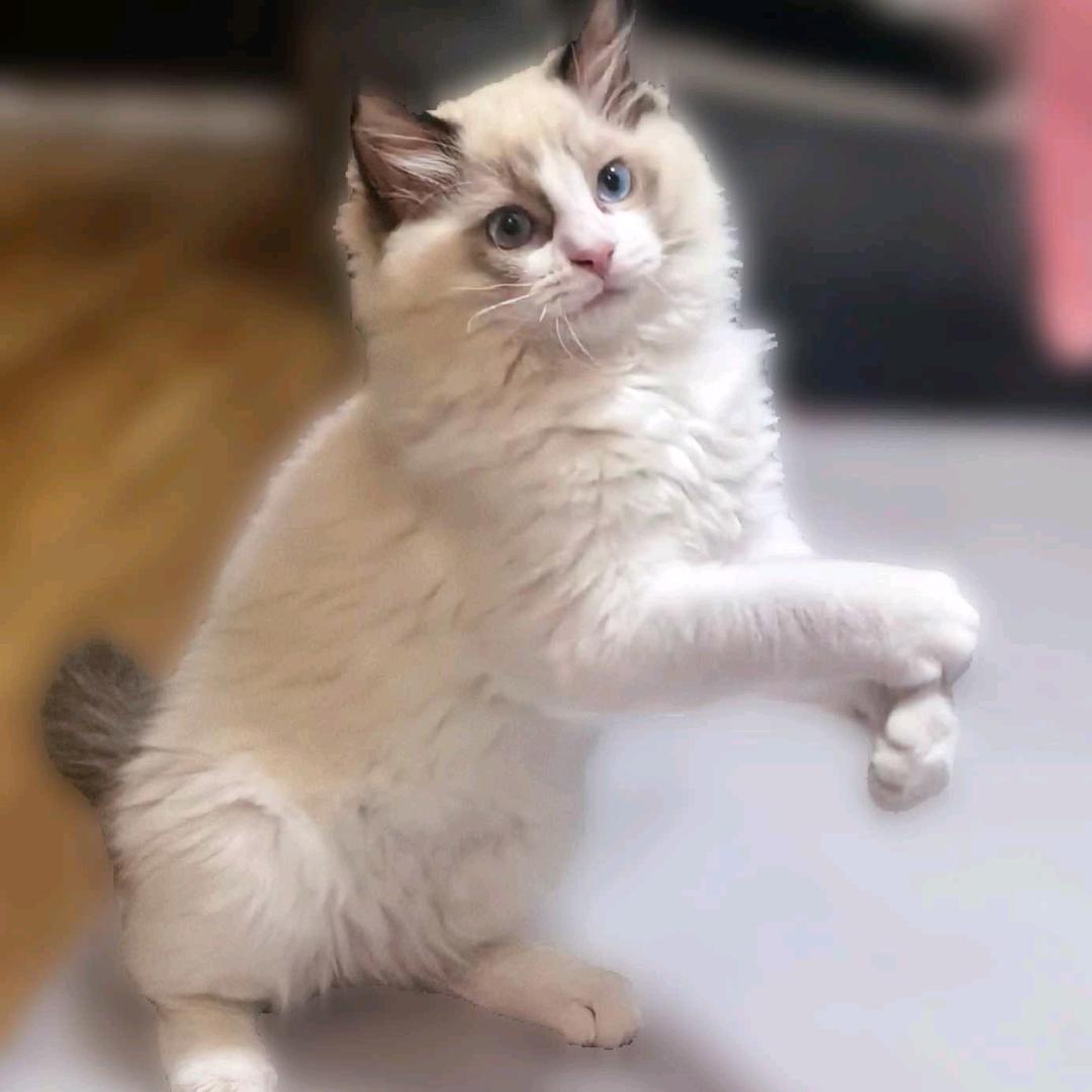 🐱周二黔🐾