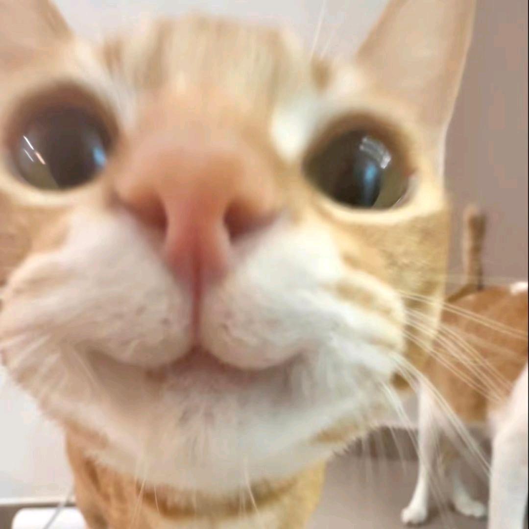 呼吸巧克力