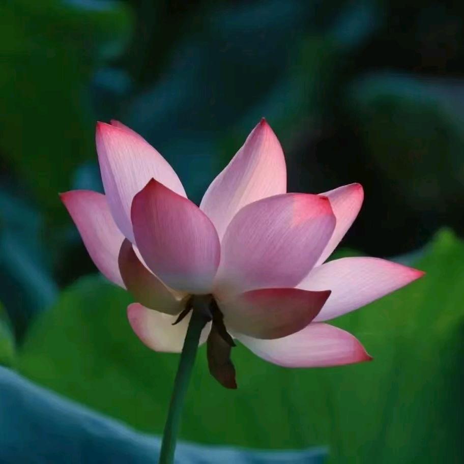 聚缘堂