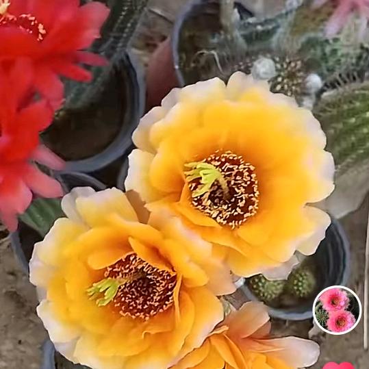 爱不丸花卉园艺场