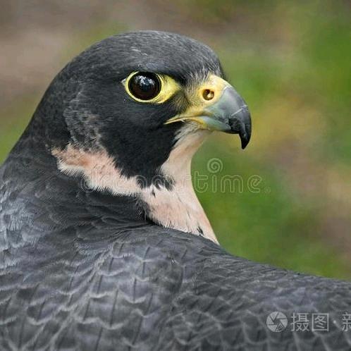 隼（航拍/啇拍）