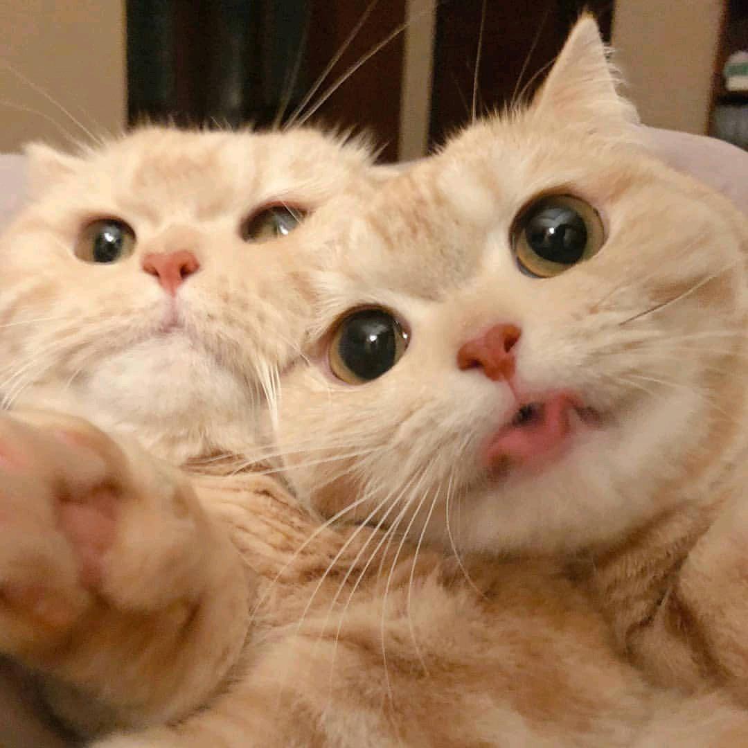猫猫不吃鱼🐟