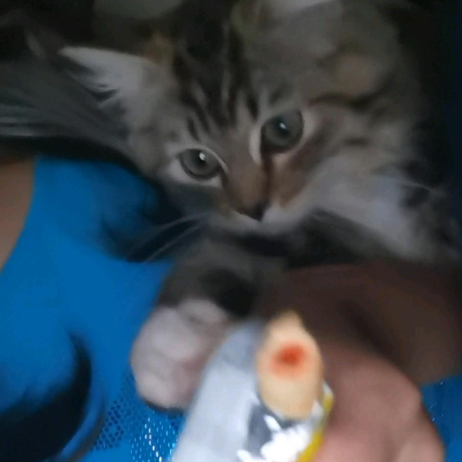 我的小🐶茉槐然