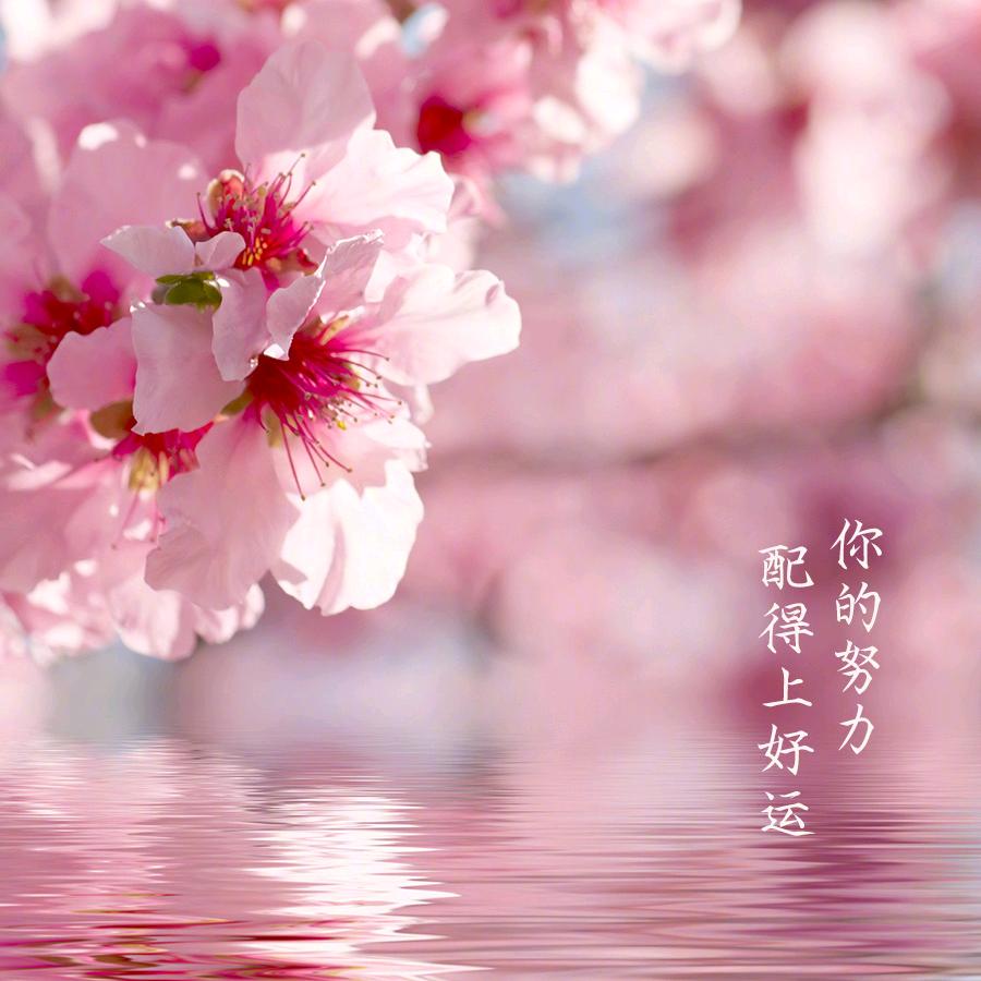 波雅·汉库克