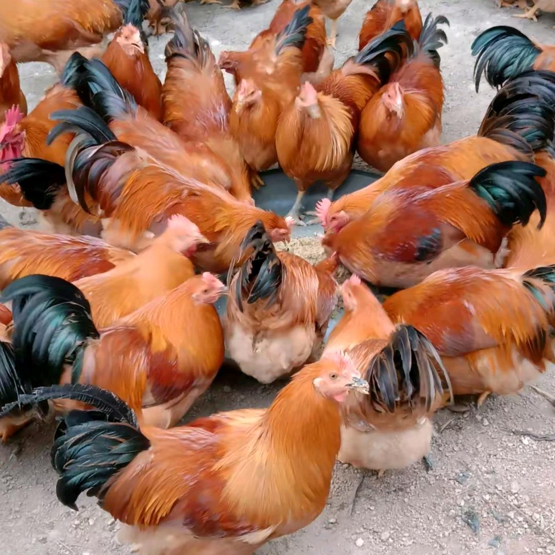 专业养鸡户