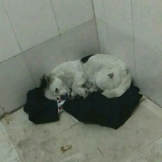 圆头
