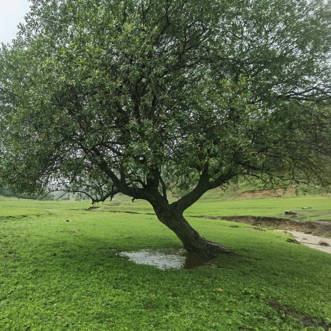 北城以念·何以为安