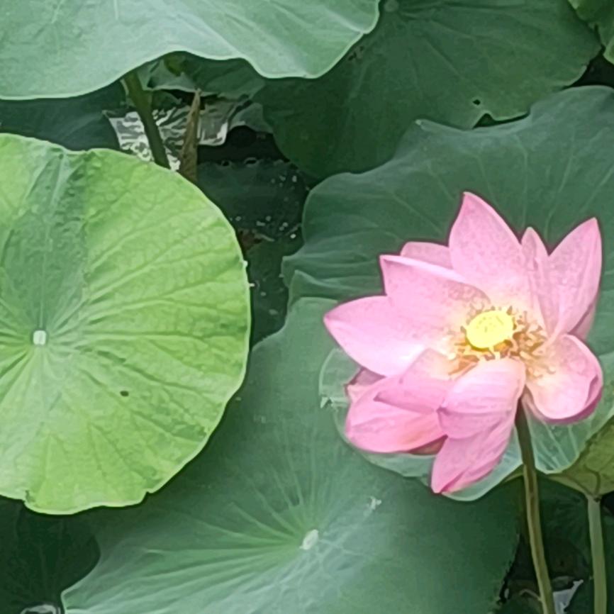 阳悦
