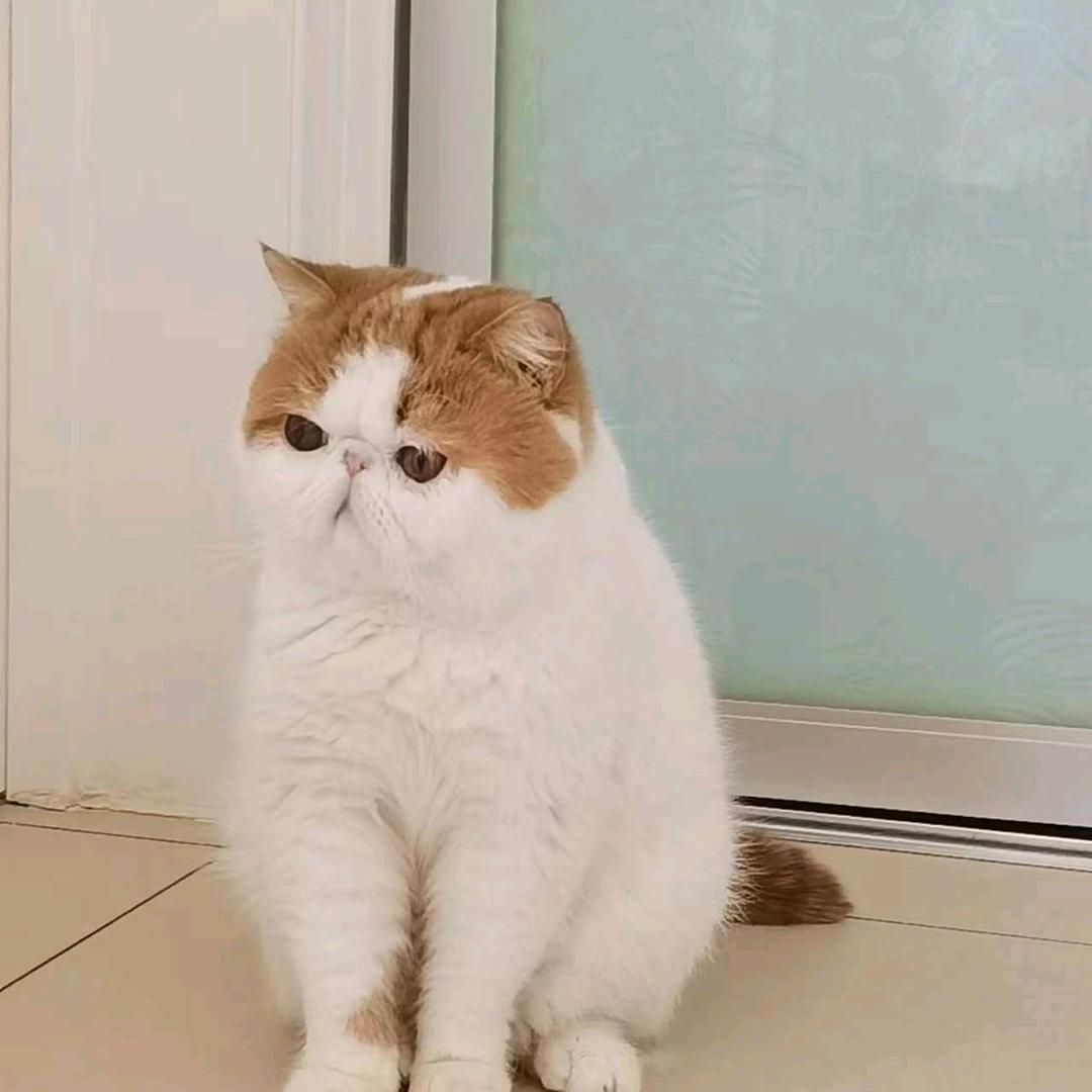 小七呀