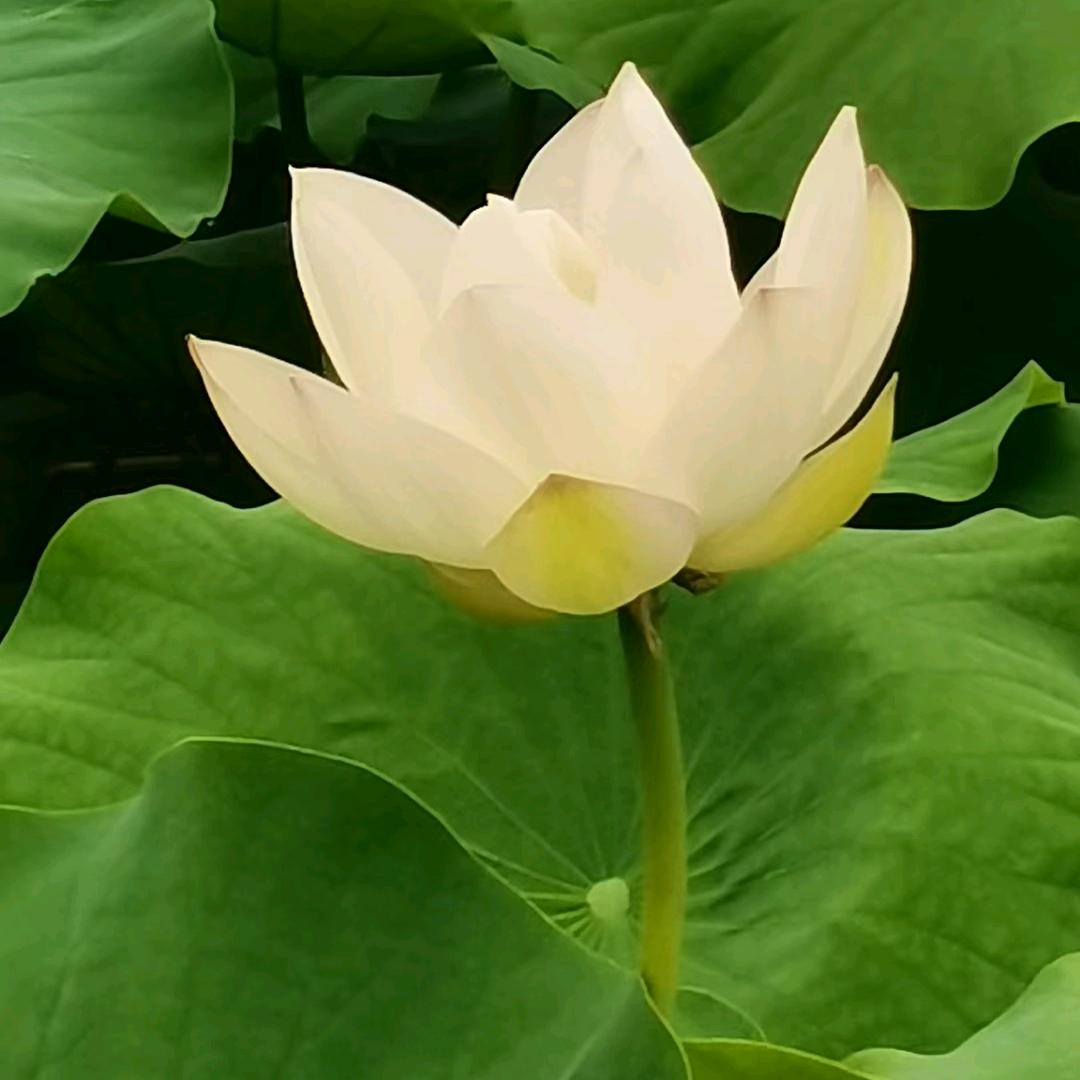 老子蜀道山？