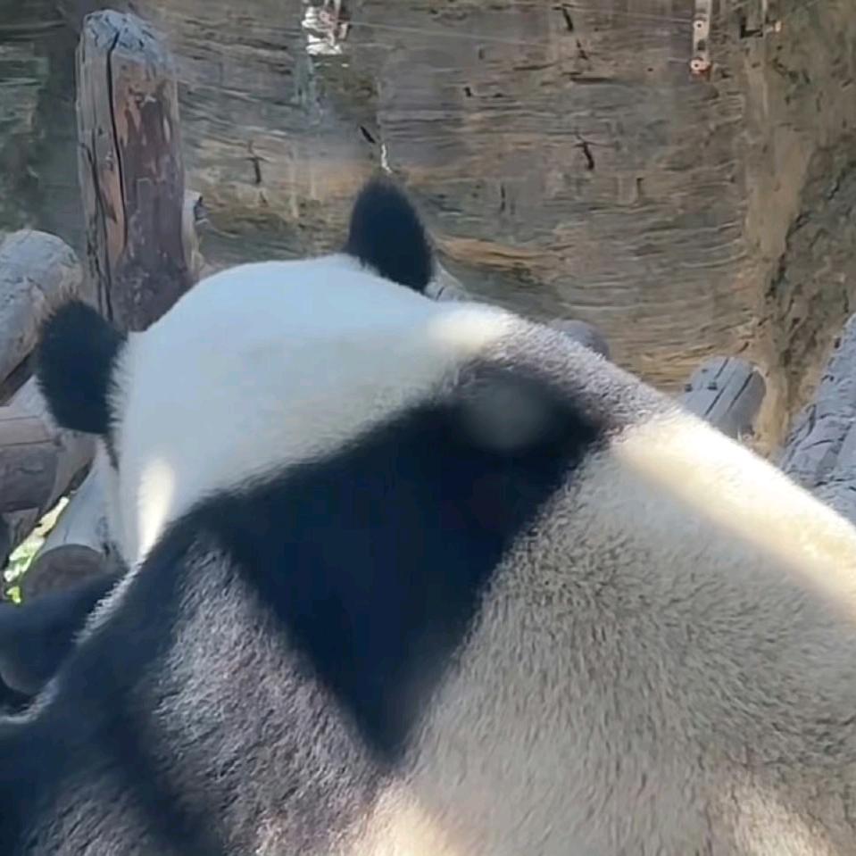 脑子啥都会