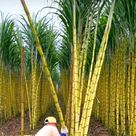 水果甘蔗种植老王