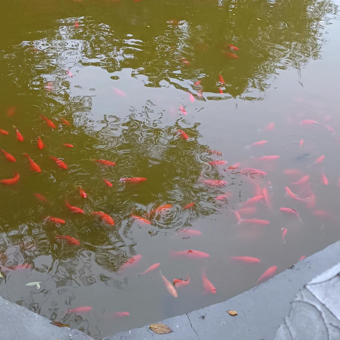 小鱼儿