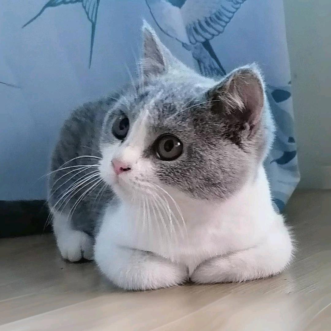 咪娃子